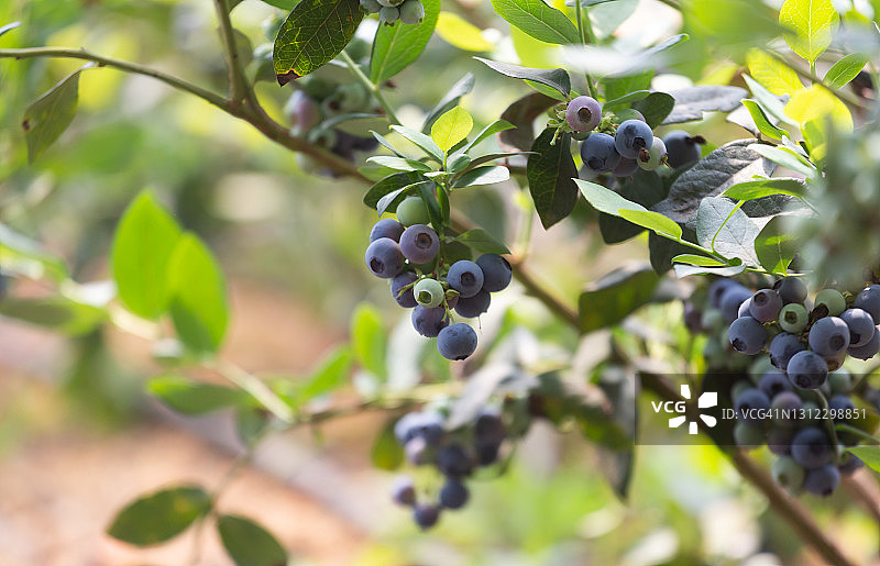 蓝莓灌木丛素材图片素材