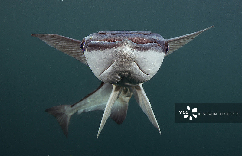 鲨鱼_印鱼图片素材