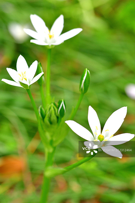 伯利恒之星花/伞形鸟乳图片素材