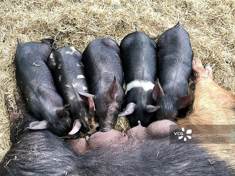 正在吃食的小猪图片素材