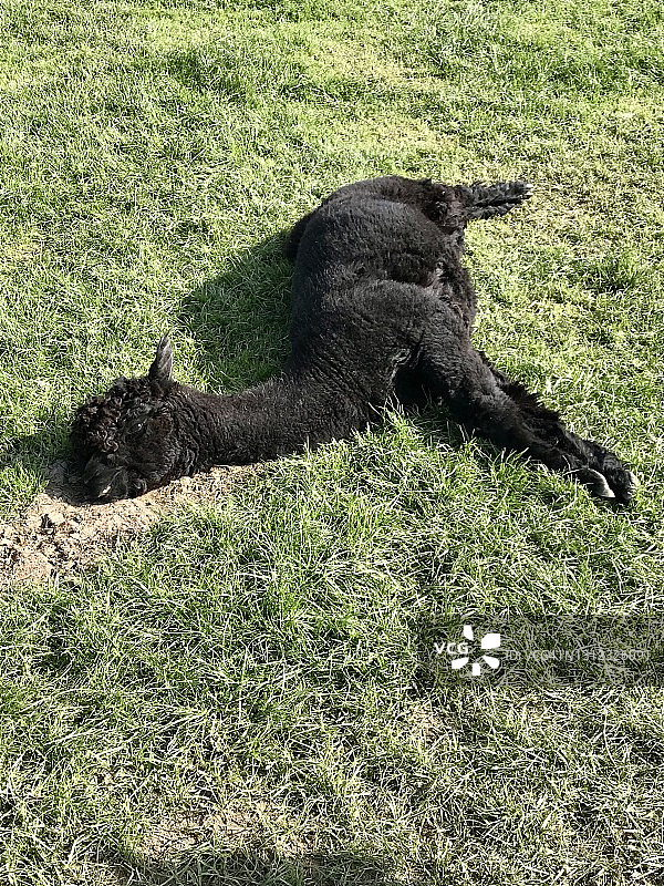 阳光下休息的羊驼图片素材