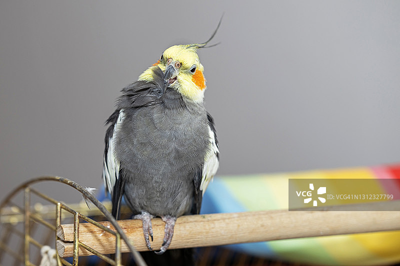 鸡尾鹦鹉在清理羽毛图片素材