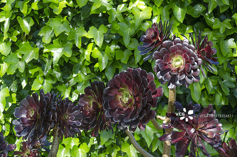 黑法师图片素材