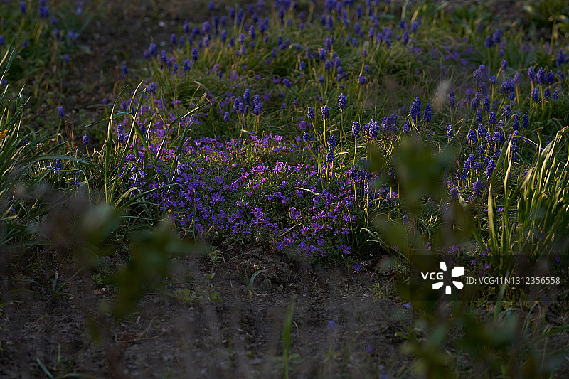 紫色花坛图片素材