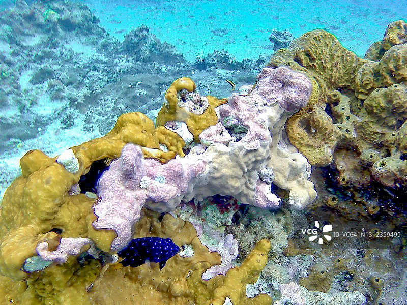 宝石雀鲷图片素材