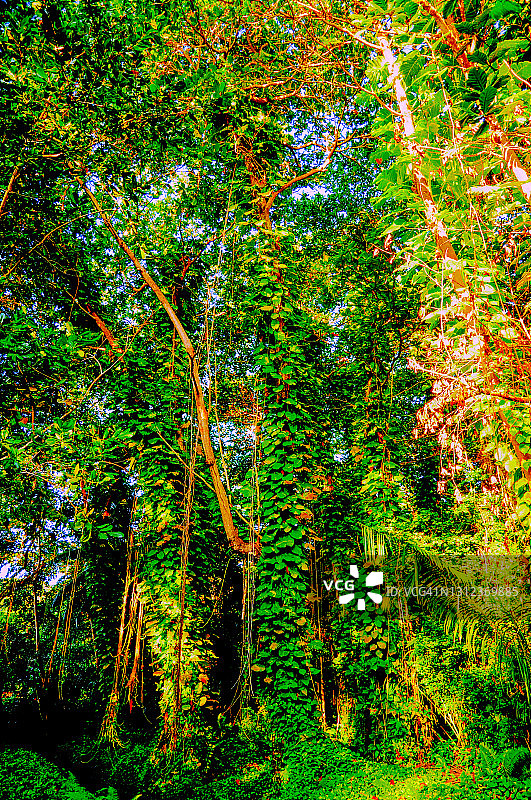 塞舌尔森林中被蔓生植物覆盖的树木图片素材