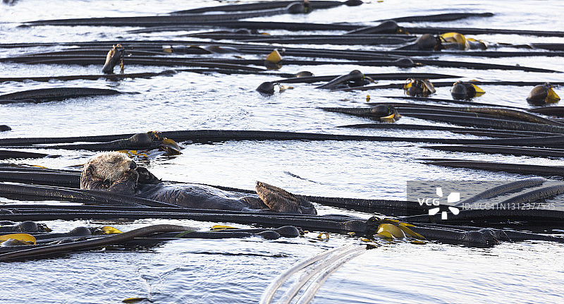 在海带丛中休息的海獭图片素材