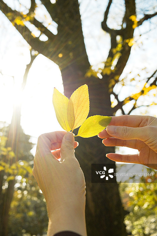 手持朴树叶子的女人图片素材