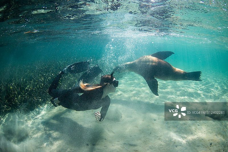 澳大利亚海狮与潜水员图片素材