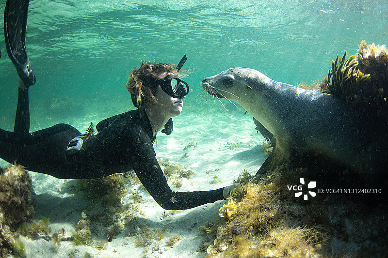 澳大利亚海狮与潜水员图片素材