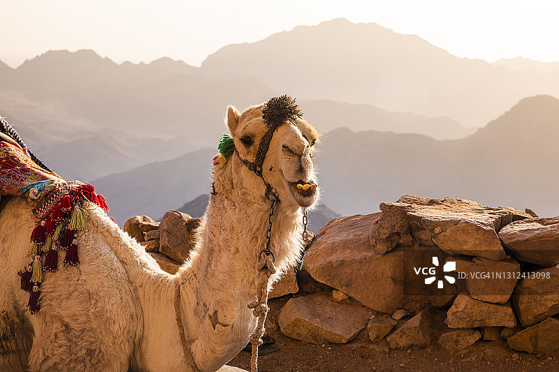 日出时西奈山上的骆驼，埃及美丽的山景图片素材