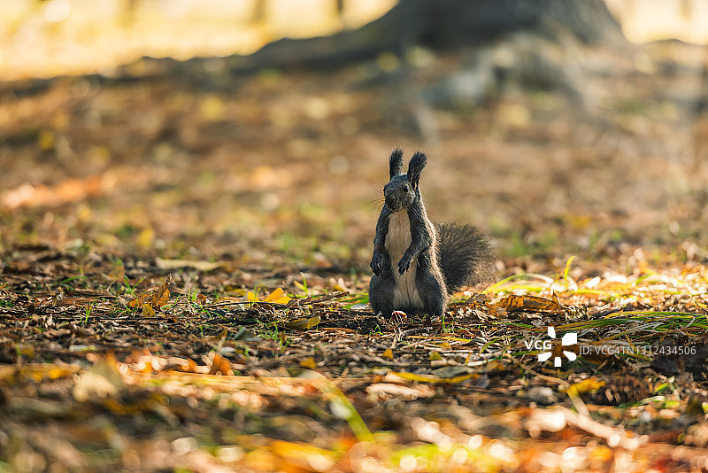 韩国铁原郡的松鼠图片素材