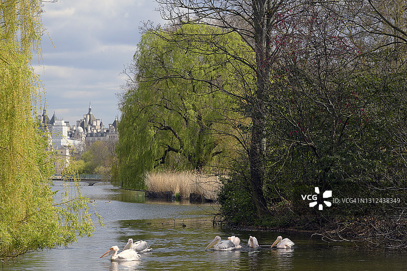 大白鹈鹕在伦敦圣詹姆斯公园湖中图片素材