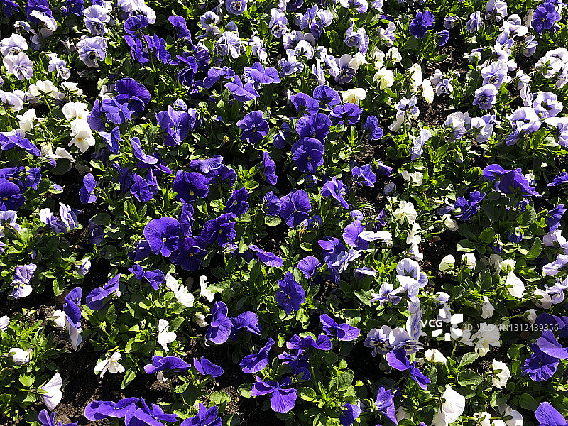 杂交角堇花朵特写图片素材