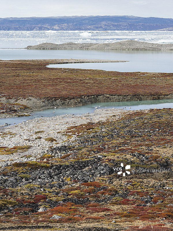 格陵兰岛冰川附近的苔原图片素材