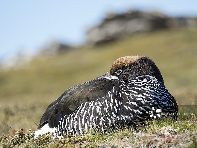 海带鹅，福克兰群岛图片素材