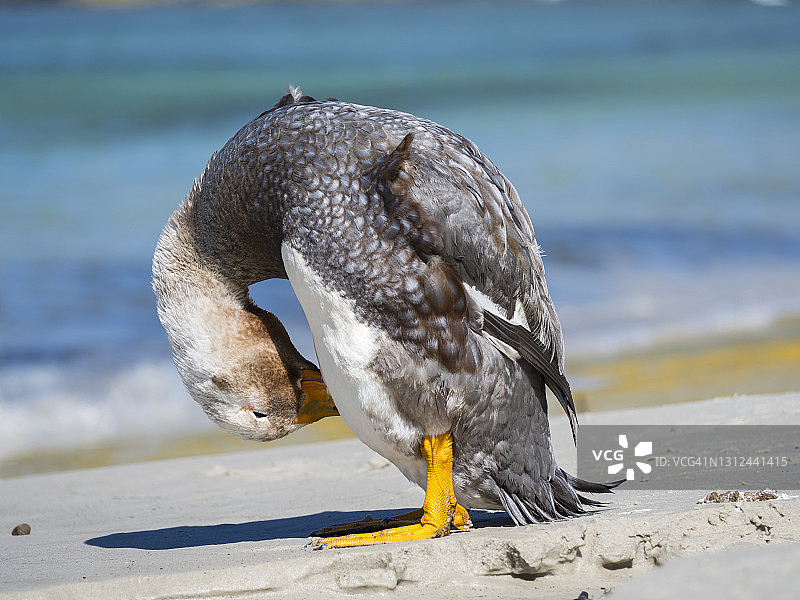 福克兰不会飞的蒸汽鸭(Tachyeres brachypterus)图片素材