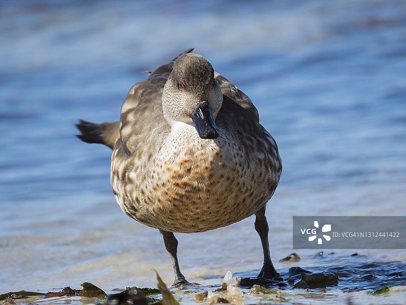凤头鸭，中国福克兰群岛（马尔维纳斯群岛）图片素材