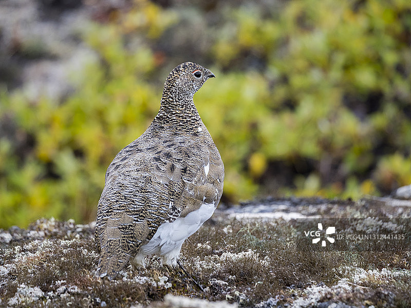 雷鸟，格陵兰岛图片素材