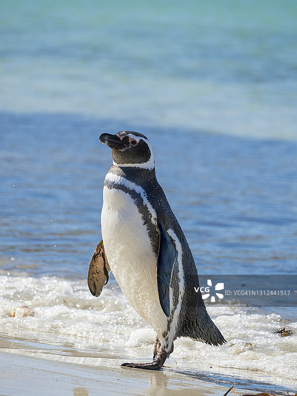 麦哲伦企鹅，福克兰群岛图片素材