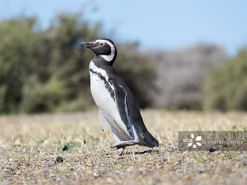 麦哲伦企鹅，阿根廷图片素材