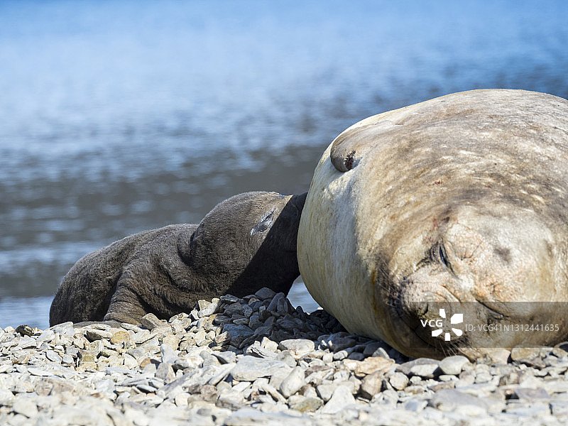 南方象海豹图片素材