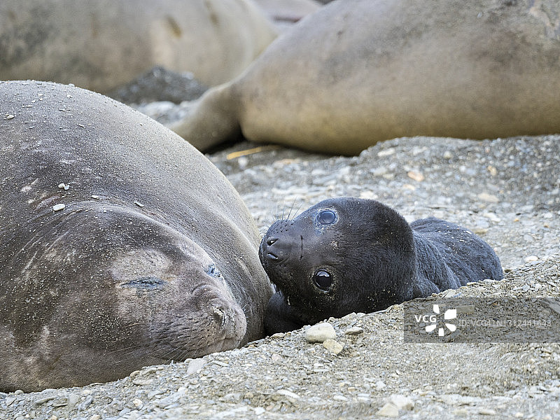 南方象海豹图片素材