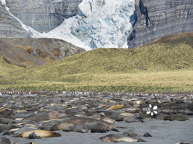 南方象海豹图片素材