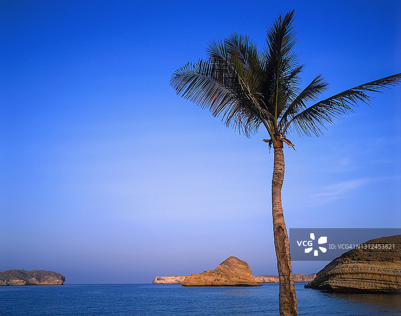 阿曼，班达吉萨海湾中迷失的棕榈树图片素材