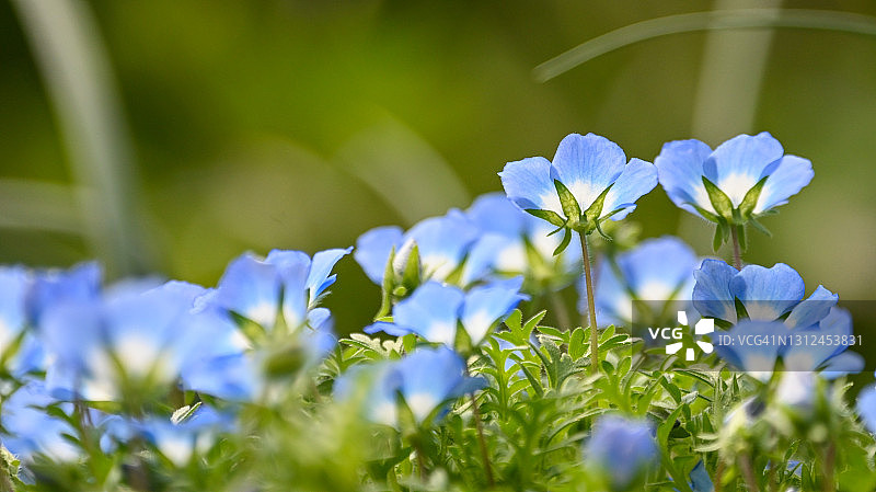 琉璃唐草图片素材