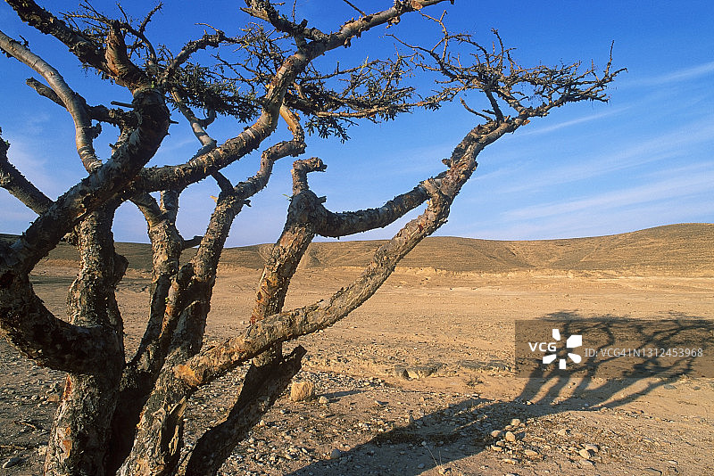 阿曼的乳香树图片素材