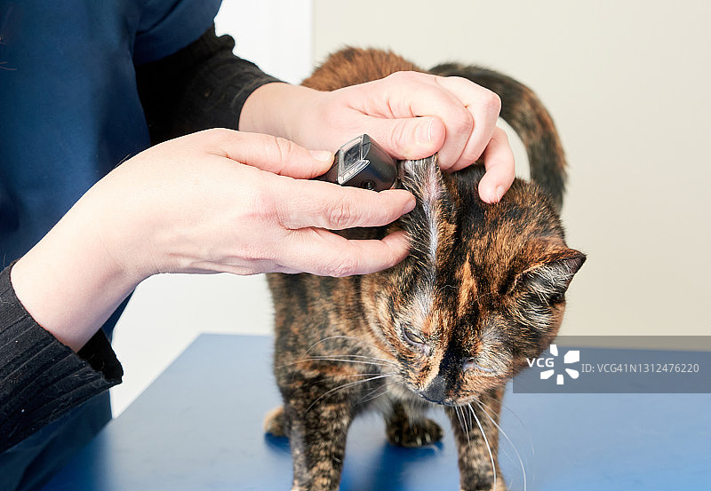 兽医用耳镜检查猫的耳朵图片素材