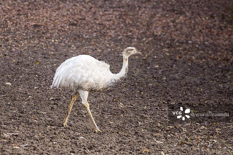 美洲鸵鸟，白化南杜鸟，德国梅克伦堡-前波美拉尼亚州图片素材
