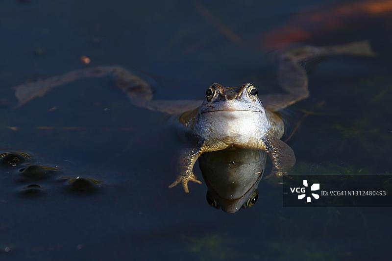 繁殖季节的普通棕蛙，德国石勒苏益格-荷尔斯泰因州图片素材
