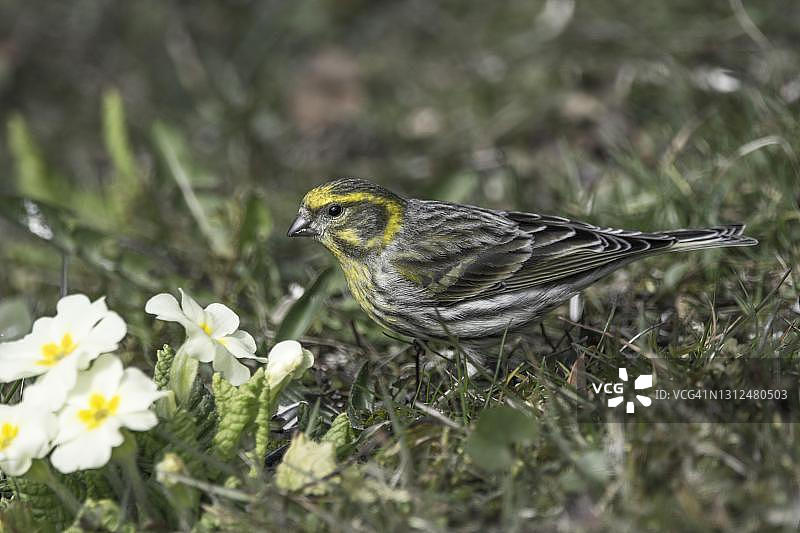 春季草地中的金丝雀（雌性，德国巴登-符腾堡州）图片素材