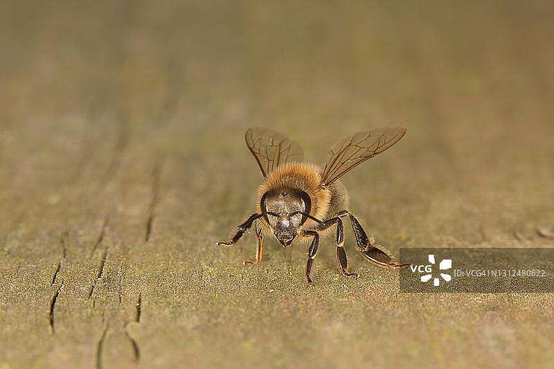 蜜蜂，工蜂在蜂巢前，德国北莱茵-威斯特法伦图片素材