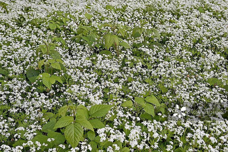 德国北莱茵-威斯特法伦州香车叶草花毯图片素材
