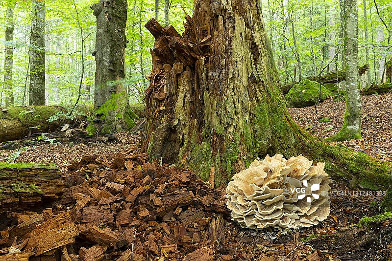 德国巴伐利亚森林国家公园的山地褶菌图片素材