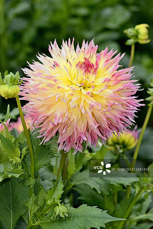 鹿角大丽花，Hapet Perfekt品种，鲑鱼色花朵，德国北莱茵-威斯特法伦州图片素材