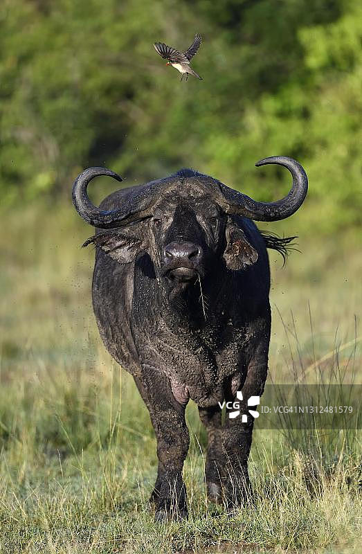 带有红喙牛椋鸟的非洲水牛，肯尼亚马赛马拉野生动物保护区图片素材