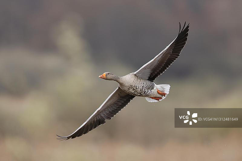 飞翔的灰雁（Anser anser），德国图片素材