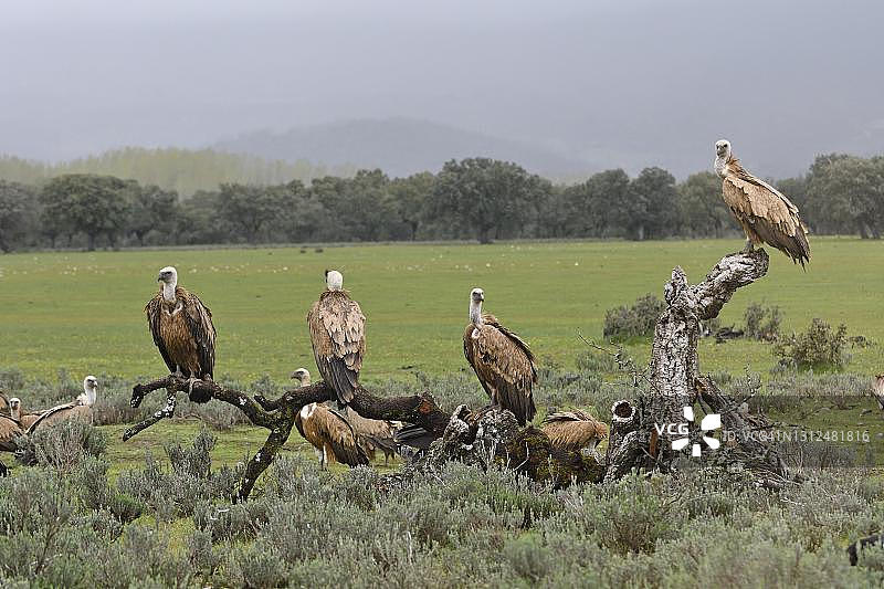 西班牙卡斯蒂利亚-拉曼恰的白兀鹫图片素材