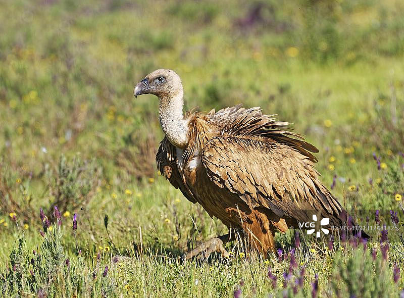 西班牙卡斯蒂利亚-拉曼恰的白兀鹫图片素材