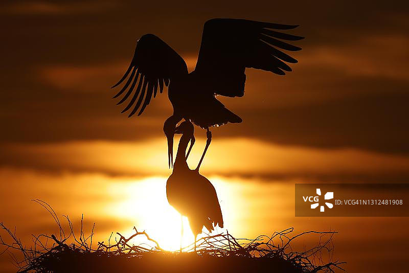 德国：白鹳在巢穴上飞翔图片素材