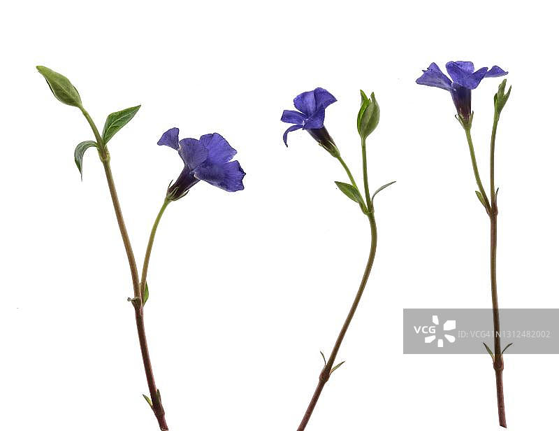 白色背景上的小长春花（Vinca minor），德国图片素材