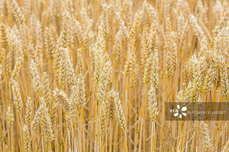 德国图林根麦田成熟麦穗（小麦）图片素材