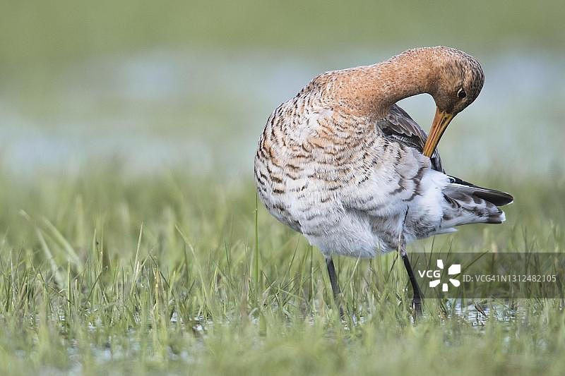 德国下萨克森州的黑尾塍鹬（学名：Limosa limosa）正在梳理羽毛图片素材