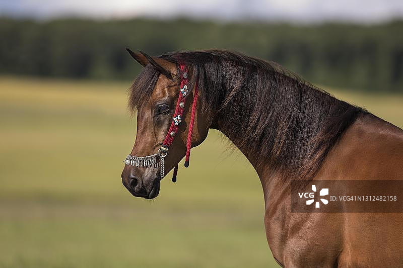 纯种阿拉伯母马肖像，带有传统笼头，德国莱茵兰-普法尔茨图片素材