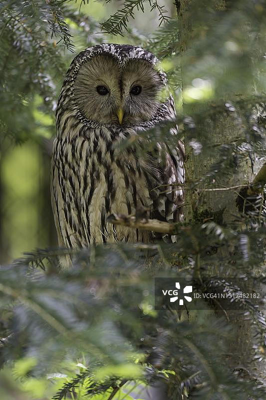 乌拉尔猫头鹰（Strix uralensis），栖息在树上，德国巴伐利亚森林图片素材