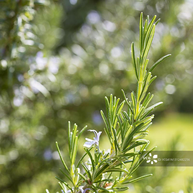 开花的迷迭香，德国图片素材
